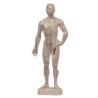 Cuerpo Humano masculino 25 cm (puntos acupuntura)