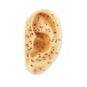 Orelha esquerda 7 cm. (pontos de acupuntura)