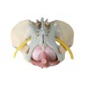 PELVIS FEMENINA con ligamento y nervios
