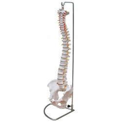 Columna vertebral flexible...
