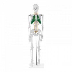Esqueleto de desktop (85 cm)
