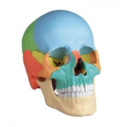 Crânio osteopático modelo...