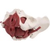 PELVIS FEMENINA