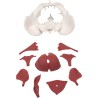 PELVIS FEMENINA