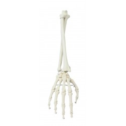 Esqueleto de mano