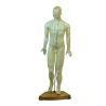 Corpo Humano Masculino 46 cm. (pontos de acupuntura) Tamanho 46 cm Material: borracha-látex