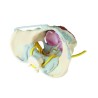 PELVIS FEMENINA