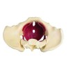 PELVIS FEMENINA