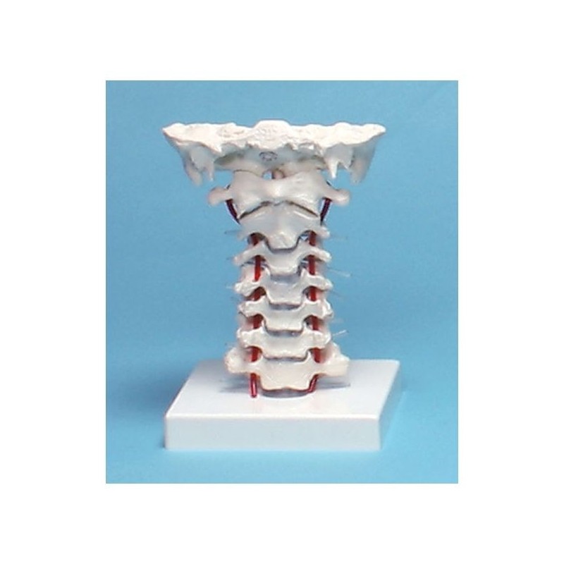 VERTEBRAM CERVICAL COM APOIO