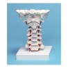 VERTEBRAM CERVICAL COM APOIO