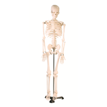Esqueleto de desktop (85 cm)