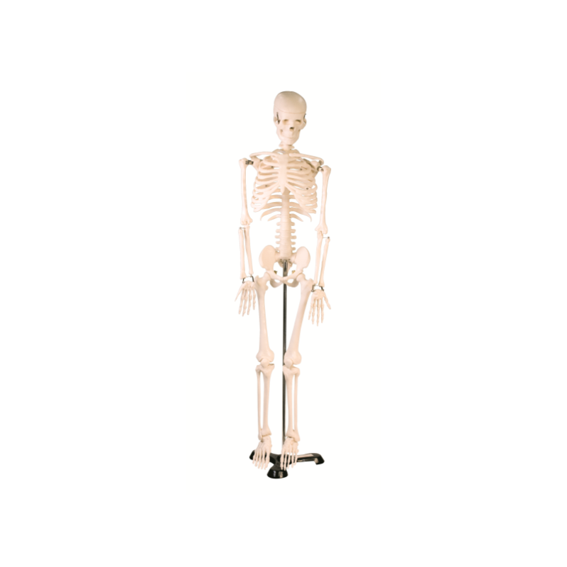Esqueleto de desktop (85 cm)