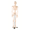 Esqueleto de desktop (85 cm)